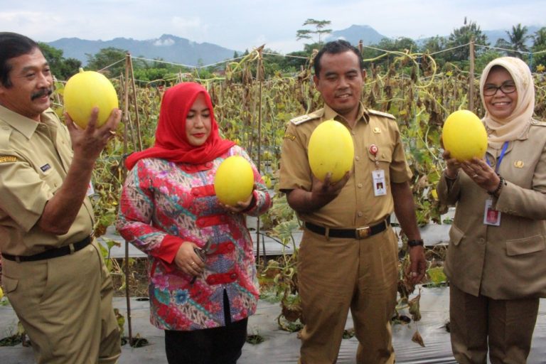 Digagas Pengembangan Wisata Petik Buah Pumpkins Butternut